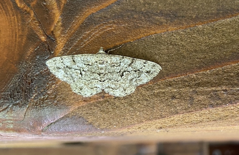 Geometridae: Peribatodes secundaria